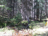 KASHMIR SAPPHIRE Placer Mining Claim, Beaver Creek, Granite County, Montana