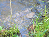 ALAXANDRITE SAPPHIRE Placer Mining Claim, Beaver Creek, Granite County, Montana