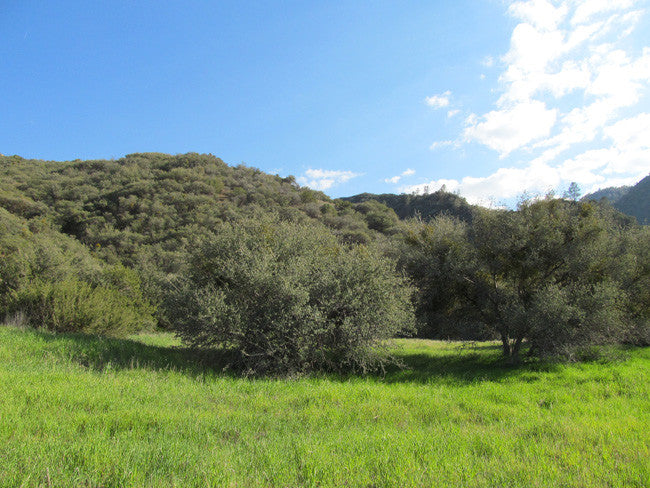 ANDY MINE California Benitoite Mining Claim