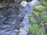 ALAXANDRITE SAPPHIRE Placer Mining Claim, Beaver Creek, Granite County, Montana