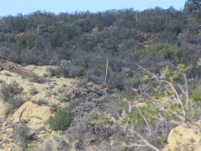 BENN BENITOITE, Placer Mining Claim, Idria Mining District, San Benito County, California