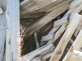 HOMESTAKE MINE, Lode Claim, Elliston District, Powell County, Montana