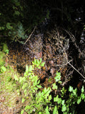 KASHMIR SAPPHIRE Placer Mining Claim, Beaver Creek, Granite County, Montana