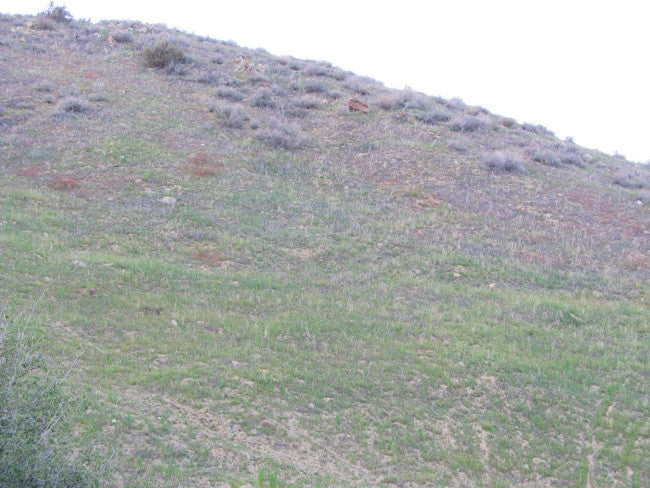 DAFFYS Placer Mining Claim, Idria Mining District, San Benito County, California