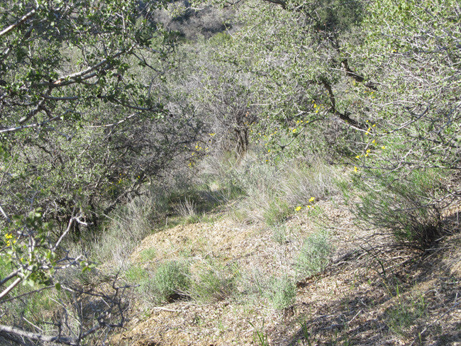 BENN BENITOITE, Placer Mining Claim, Idria Mining District, San Benito County, California