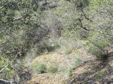 BENN BENITOITE, Placer Mining Claim, Idria Mining District, San Benito County, California
