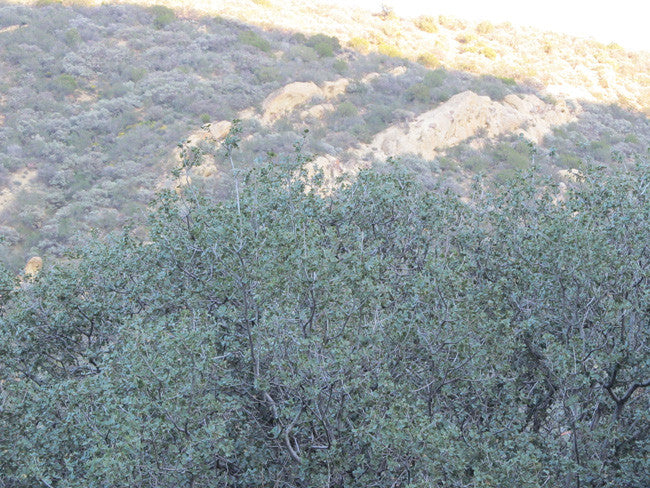 DAFFYS Placer Mining Claim, Idria Mining District, San Benito County, California