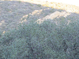 DAFFYS Placer Mining Claim, Idria Mining District, San Benito County, California