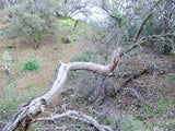 DAFFYS Placer Mining Claim, Idria Mining District, San Benito County, California