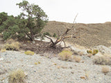 KING MINE Lode Mining Claim, Sylvania, Esmeralda County, Nevada