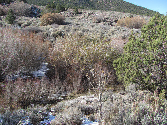 KOLOB #1 MINE, Placer Claim, Pinto Creek, Washington County, Utah