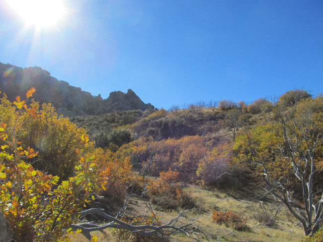 BLACK SMOKY QUARTZ, Placer Mining Claim, Rock Creek, Beaver County, Utah