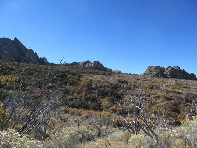 BLACK SMOKY QUARTZ, Placer Mining Claim, Rock Creek, Beaver County, Utah