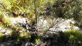 BLACK OAK Placer Mining Claim, Mineral King Mining District, Three Rivers, Tulare County, California