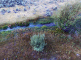 COMYNA GOLD Placer Mining Claim, Taylor Creek, Beaverhead County, Montana