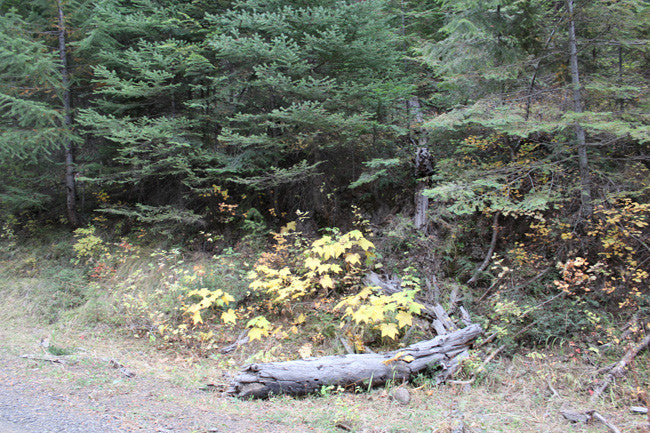 CARTWRIGHT GOLD Placer Mining Claim, Granite Boulder Creek, Grant County, Oregon