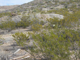 CHAPO MINE Lode Mining Claim, Apache No. 2, Hidalgo County, New Mexico