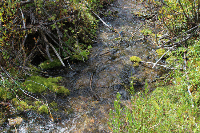 CORKY GOLD Placer Mining Claim, Trout Creek, Beaverhead County, Montana