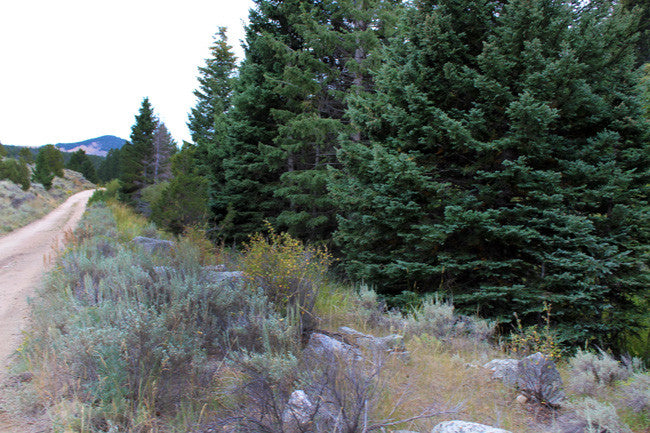 BONNIES GOLD Placer Mining Claim, Thief Creek, Beaverhead County, Montana