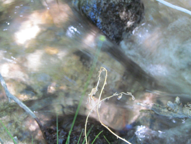 GOLDEN STAR Mining Claim, Lone Pine, Inyo County, California