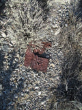 BEAR WALLOW Lode Mining Claim, Ivanpah, San Bernardino County, California