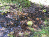 KASHMIR SAPPHIRE Placer Mining Claim, Beaver Creek, Granite County, Montana