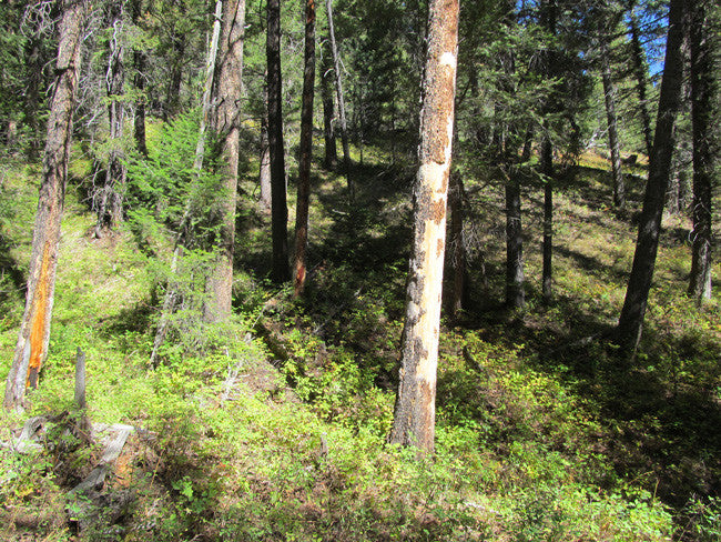 KASHMIR SAPPHIRE Placer Mining Claim, Beaver Creek, Granite County, Montana