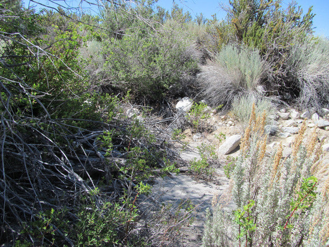 GOLDEN STAR Mining Claim, Lone Pine, Inyo County, California