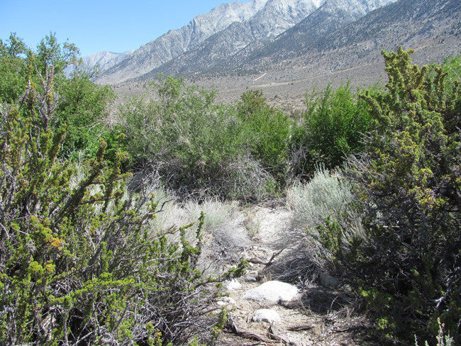 GOLDEN STAR Mining Claim, Lone Pine, Inyo County, California