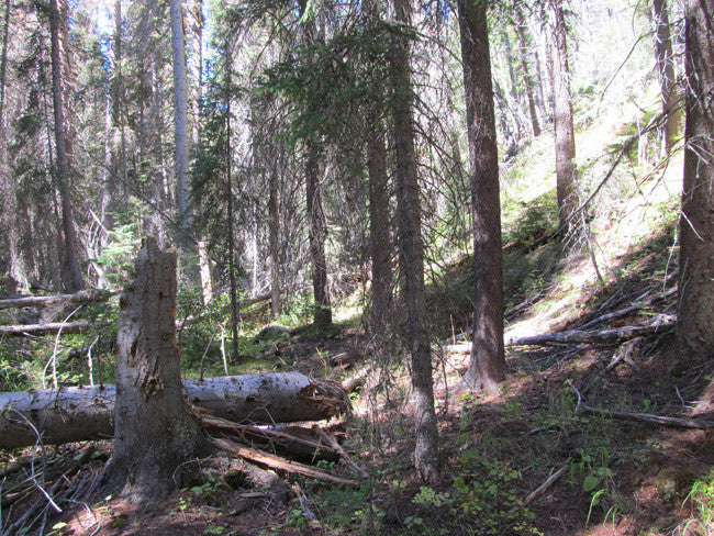 KASHMIR SAPPHIRE Placer Mining Claim, Beaver Creek, Granite County, Montana