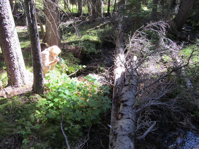 KASHMIR SAPPHIRE Placer Mining Claim, Beaver Creek, Granite County, Montana