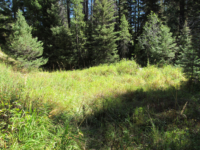 KASHMIR SAPPHIRE Placer Mining Claim, Beaver Creek, Granite County, Montana