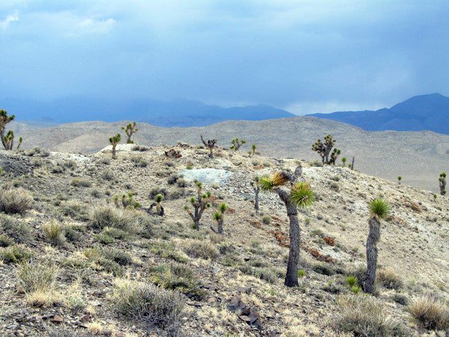 GEORGIA MINE Lode Mining Claim, Silver Peak, Esmeralda County, Nevada